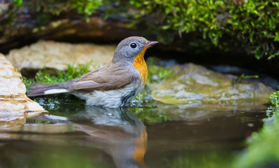 Bathing of the Red-breasted Flycatcher
