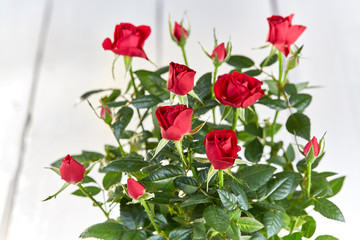 Valentine day red rose bouquet