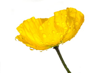 Obraz premium Wet yellow poppy on white background