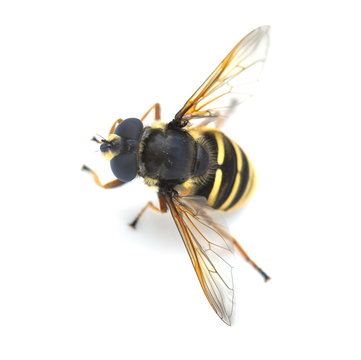 The hover fly Sericomyia silentis isolated on white background