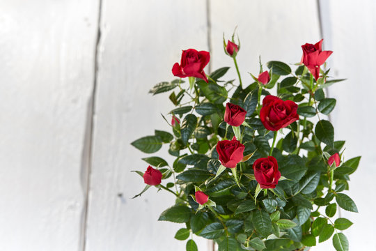 Bunch Of Red Roses On White Table