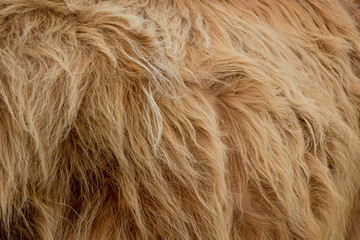 Highland cattle fur