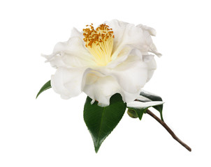 Extreme Depth of Field Photo of a Camellia With Dew Isolated on White 