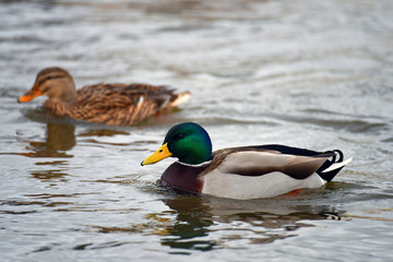 Fototapeta premium Ducks