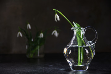 snowdrop in vase of glass  against a dark wall, copy space