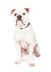 Obraz na płótnie Canvas Pretty Bulldog and Boxer Crossbreed Dog