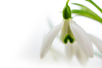 close up of a snowdrop bloom, backgound fades to white, copy spa