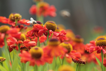 Red flower meadow. Spring background.