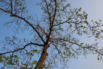 branches and leaves with blue sky