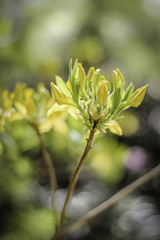 Wild Yellow Plant Waking Up to Life at Spring. Blurry, green bokeh background