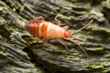 Hemiptera nymph on wood