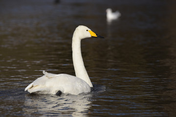 Whooper Swan, Cygnus cygnus