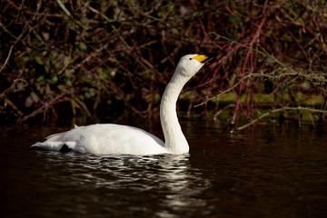 Whooper Swan, Cygnus cygnus
