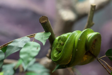 Emerald Tree Boa snake