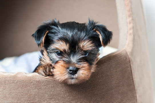 Puppy Yorkshire terrier close up