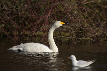 Whooper Swan, Cygnus cygnus