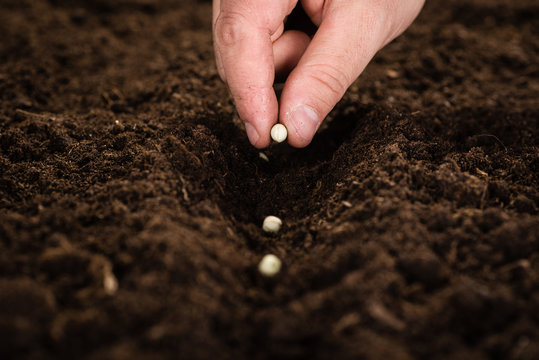 Male Hand Planting Seed