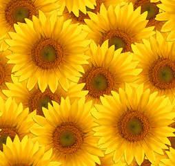 Naklejka premium seamless pattern flower sunflower