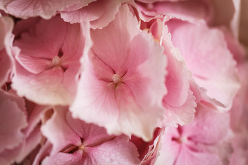 Pink flower hydrangea