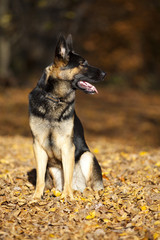 attentive german shepard dog portrait with autumn colored background