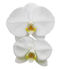 Fototapeta na wymiar white phalaenopsis orchid flower isolated on white with clipping