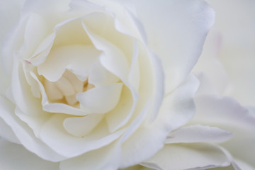 Macro of white roses