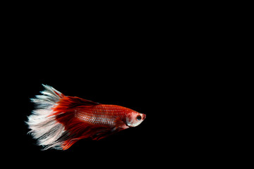 fighting fish , Betta fish