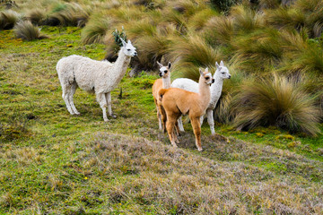 Fototapeta premium Parque Cajas