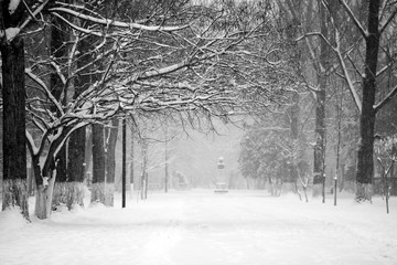 Winter landscape in the park