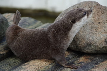 カワウソ