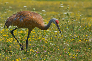 Sandhill Crane