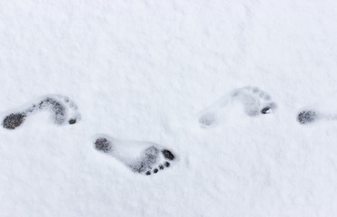 Barefoot / Footprints in the Snow