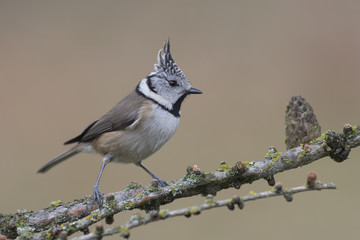 Crested tit passerine bird perched on tree branch