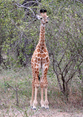 Young Giraffe
