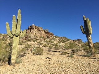 Saguaro cactus and Arizona desert landscape