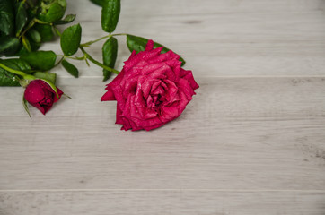 Cut pink rose lays on a light background