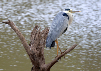 Grey Heron