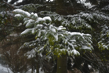 деревья засыпанные снегом в зимнем парке