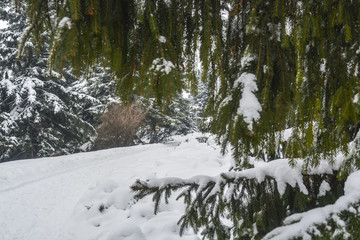Fototapeta na wymiar Деревья засыпанные снегом в зимнем парке
