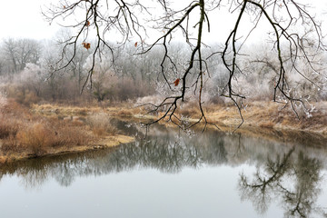 leafless twin above river