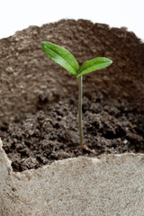 Young Seedling Growing In The Soil