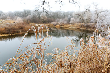 Frozen cane near river