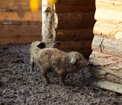 Pigs on the farm