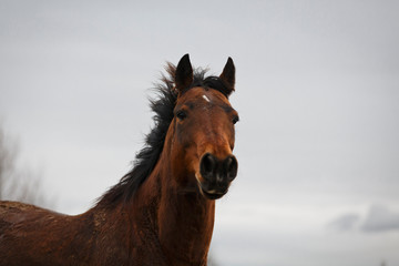 Quarter Horse vor Himmel