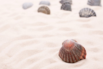 shell in the sand
