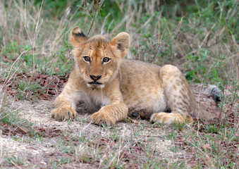 Lion Cub