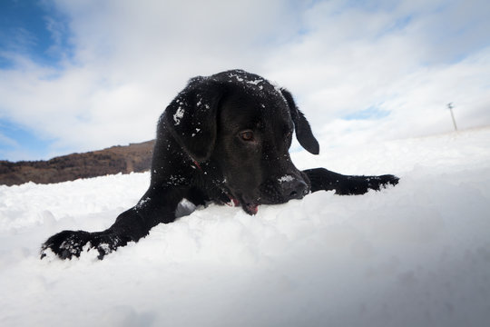 Goldador puppy playing in the snow
