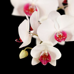White Orchid on a black background. Isolated 