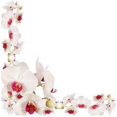  White orchid on a white background. Isolated  