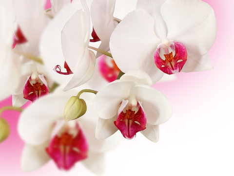 White orchid on a pink background. Isolated 
